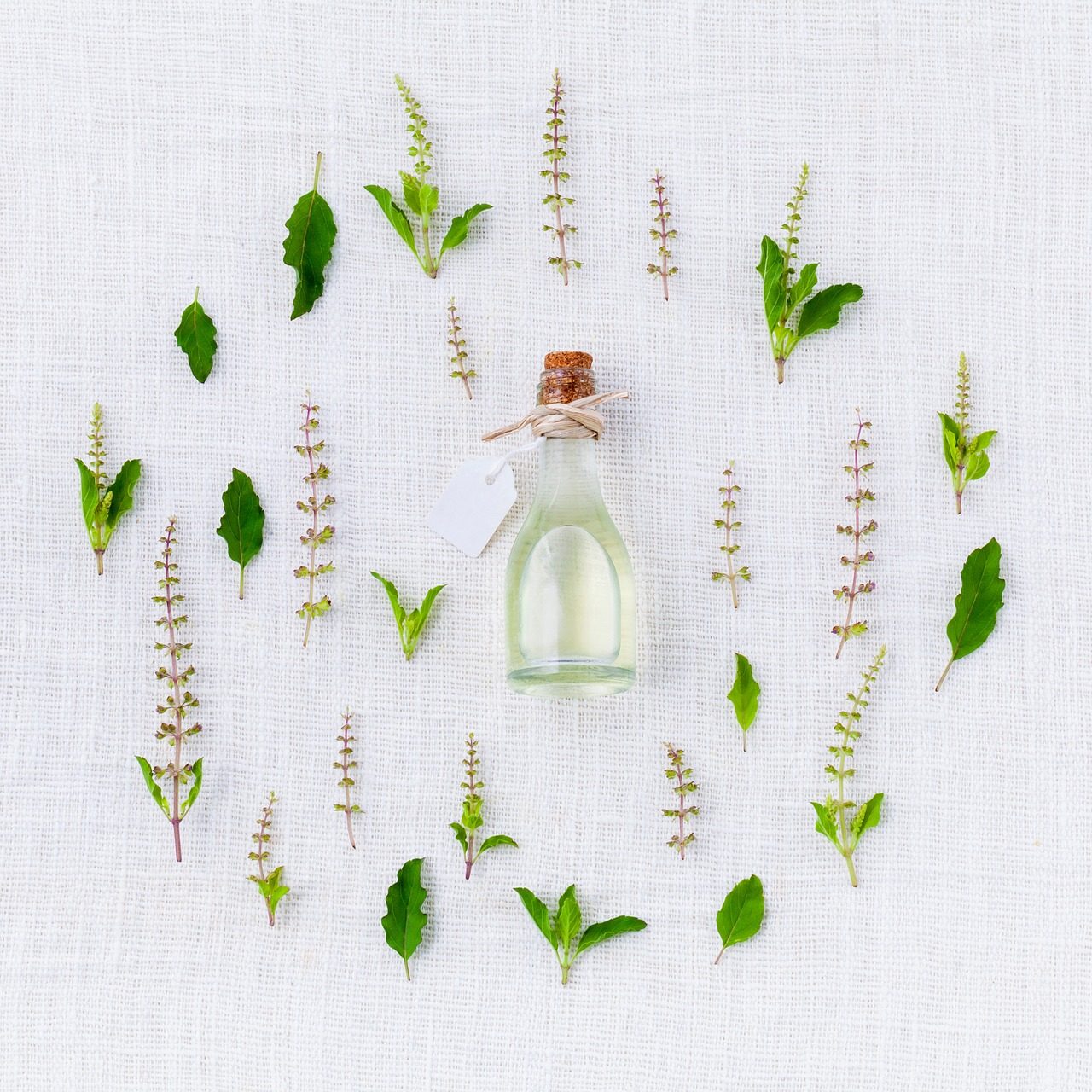 Oil essential oil plants